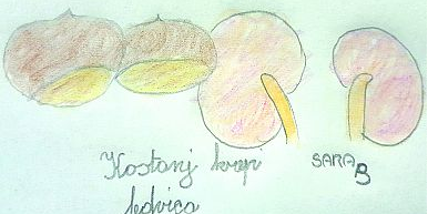 Kostanj v naturopatiji